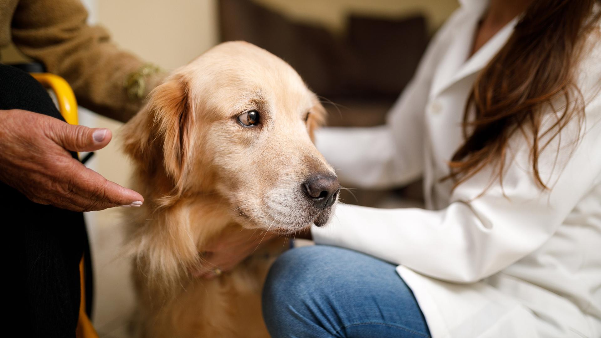 Ein Hund bei der Physiotherapie Ein Hund bei der Physiotherapie