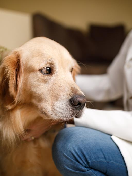 Ein Hund bei der Physiotherapie