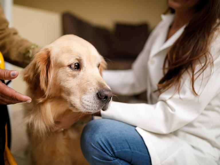 Ein Hund bei der Physiotherapie