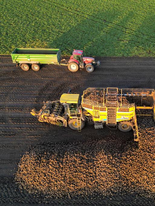 Ein Acker aus Vogelperspektive. Ein Rübenroder hebt Zuckerrüben aus dem Boden, daneben fährt ein Traktor mit Anhänger, der die geernteten Rüben aufnimmt.