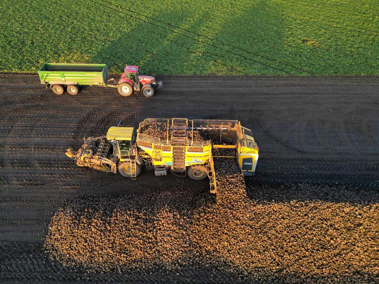 Ein Acker aus Vogelperspektive. Ein Rübenroder hebt Zuckerrüben aus dem Boden, daneben fährt ein Traktor mit Anhänger, der die geernteten Rüben aufnimmt.