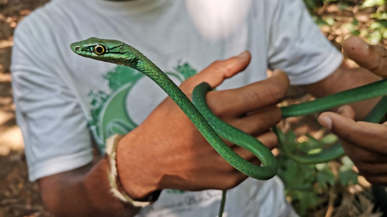 Zu sehen ist ein Mensch, der eine grüne Natter in den Händen hält