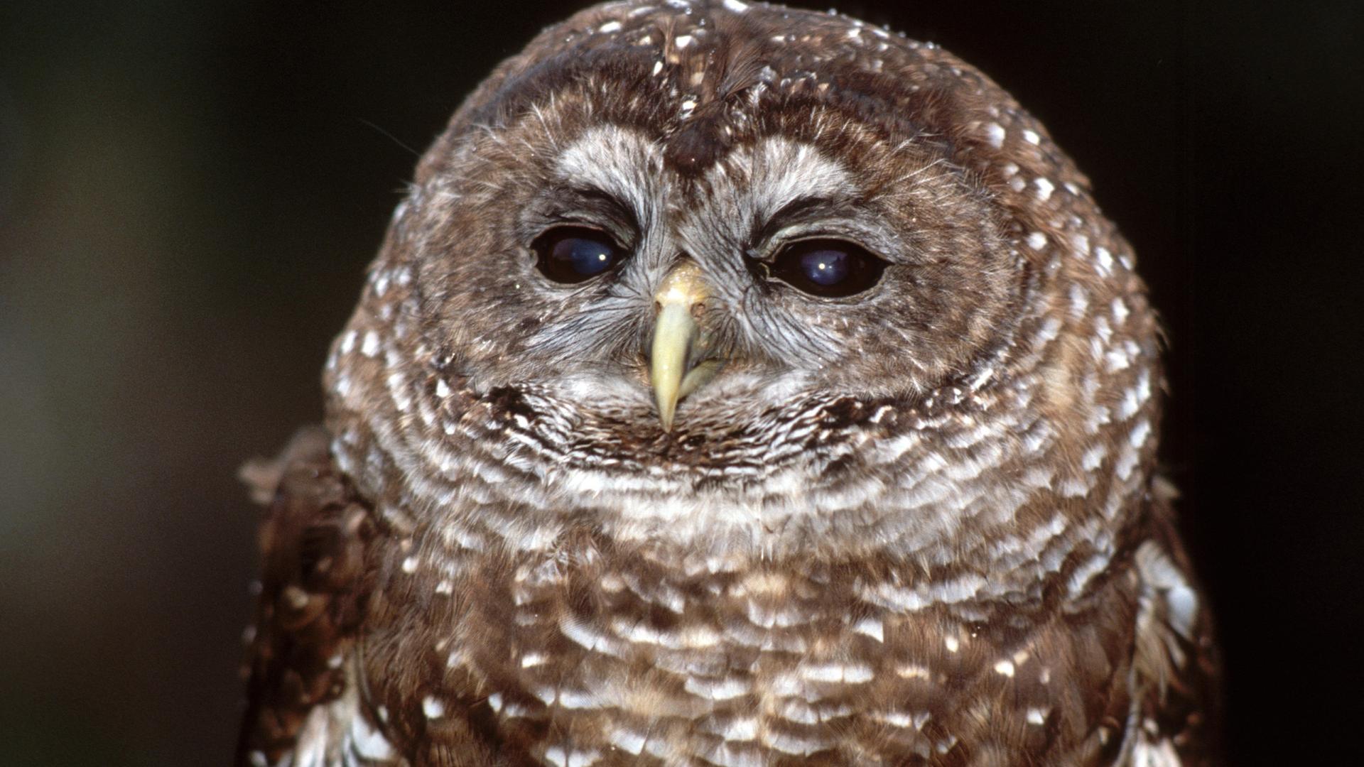 Ein Fleckenkauz (Strix occidentalis), Porträt.