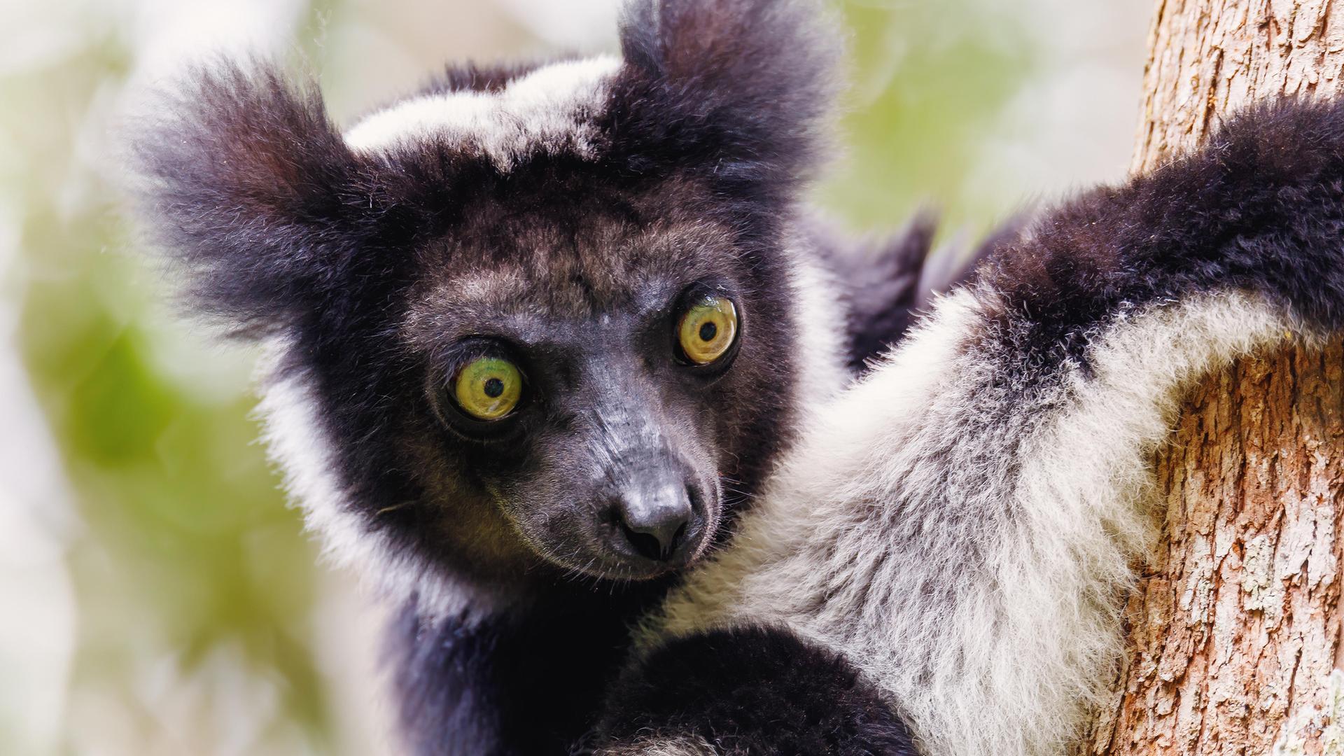 Ein Indri hält sich an einem Baum fest. Ein Indri hält sich an einem Baum fest.