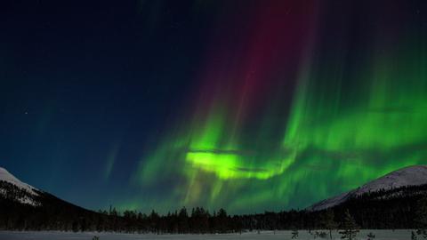 Ein verschneiter Tannenwald, darüber ein Winterhimmel, an dem grüne und rote Lichter leuchter. Es sind die Polarlichter.