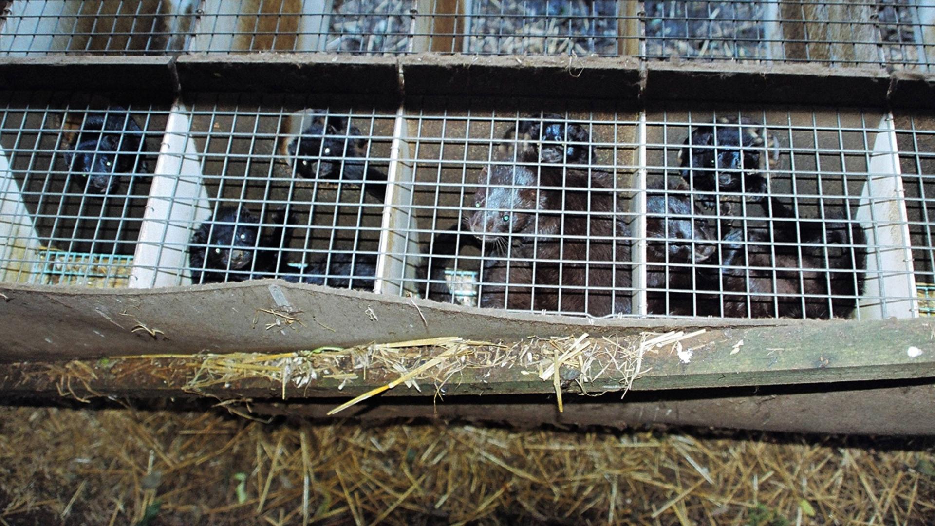 Zahlreiche in einer Käfigbatterie auf einer Pelzfarm zusammengepferchte Tiere schauen in der Aufnahme aus dem Jahr 2011 durch die Gitter. Zahlreiche in einer Käfigbatterie auf einer Pelzfarm zusammengepferchte Tiere schauen in der Aufnahme aus dem Jahr 2011 durch die Gitter.