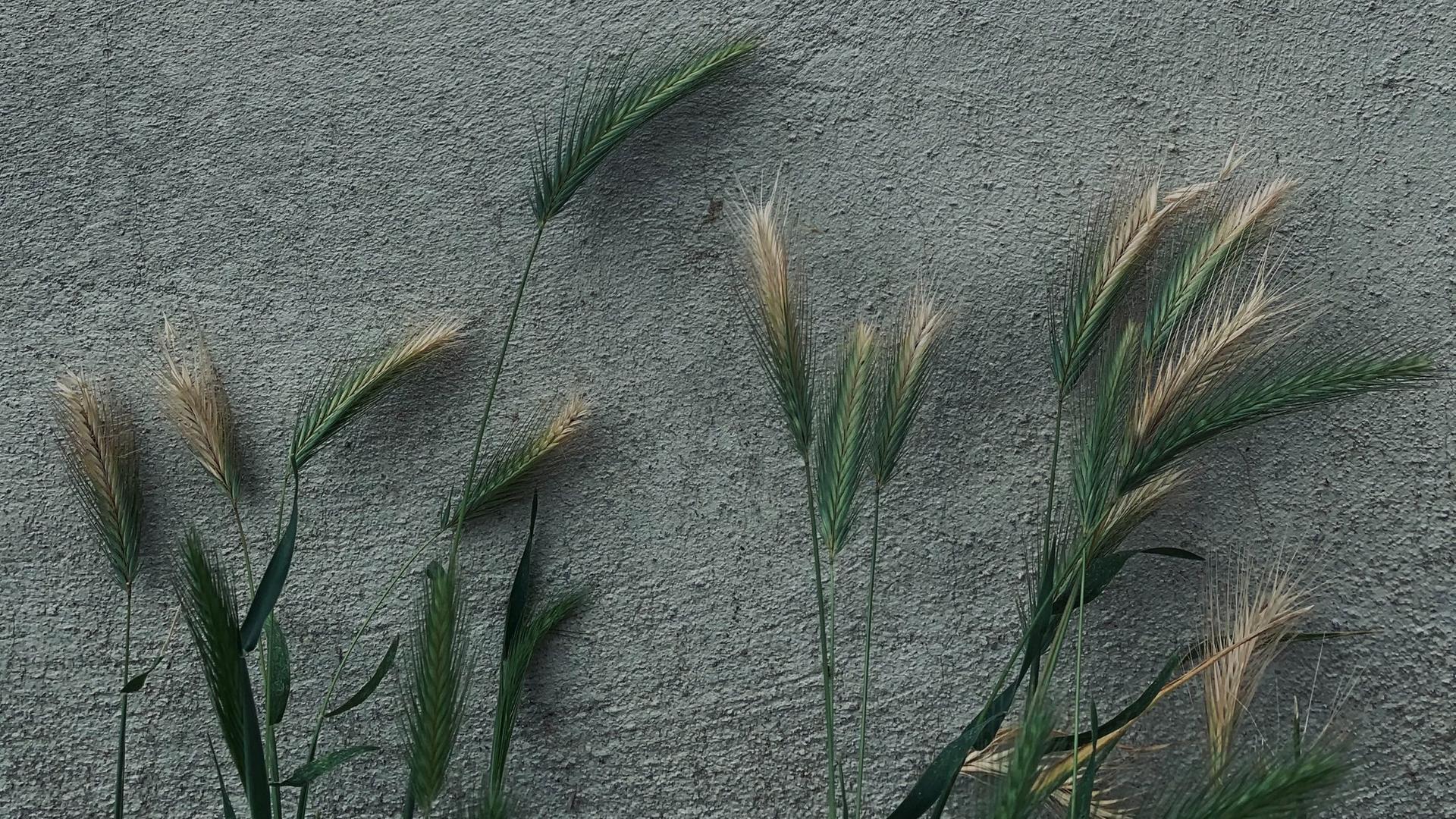 Vor einer grauen Betonwand recken sich gründe Gräser in die Höhe.