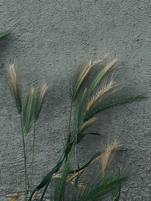 Vor einer grauen Betonwand recken sich gründe Gräser in die Höhe.