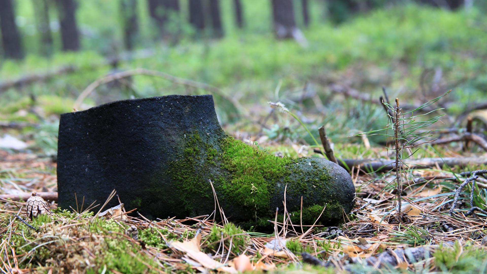 Ein mit Moos bewachsener Herrenschuh auf einem Waldboden.