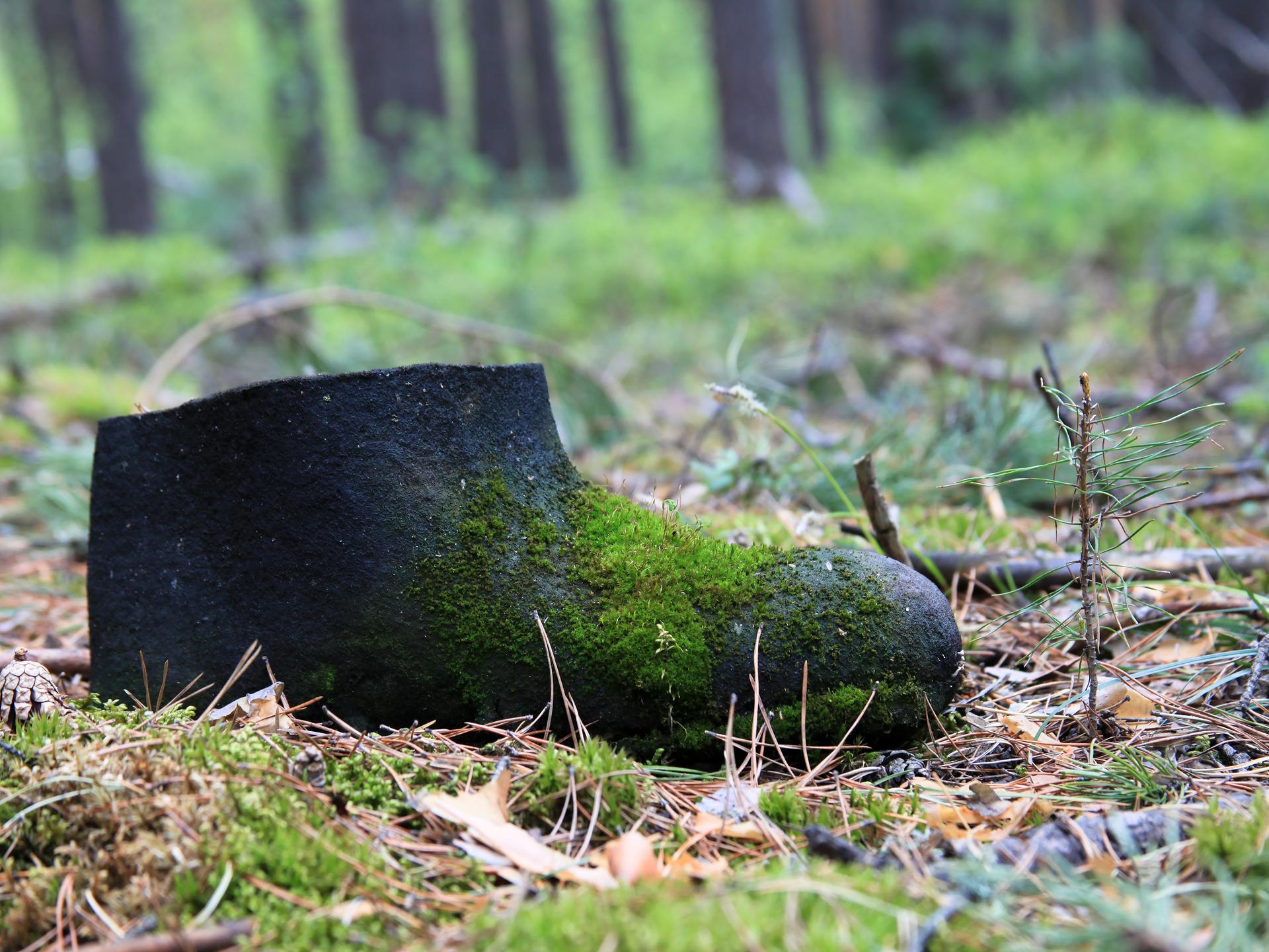 Ein mit Moos bewachsener Herrenschuh auf einem Waldboden.