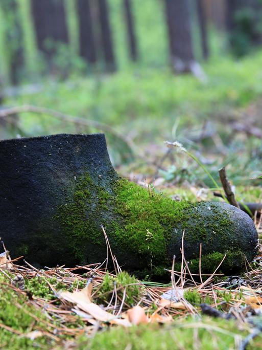 Ein mit Moos bewachsener Herrenschuh auf einem Waldboden. Ein mit Moos bewachsener Herrenschuh auf einem Waldboden.
