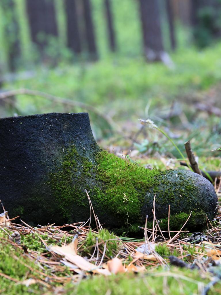 Ein mit Moos bewachsener Herrenschuh auf einem Waldboden. Ein mit Moos bewachsener Herrenschuh auf einem Waldboden.