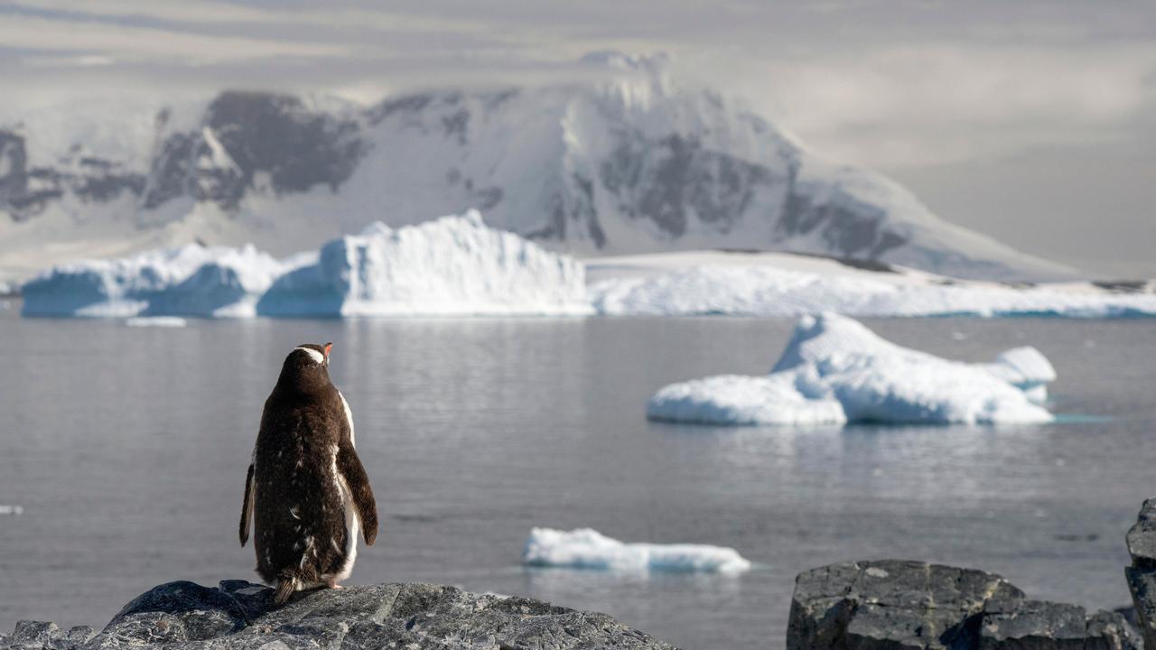 Ein Pinguin (Pygoscelis papua) blickt von einem felsigen Umtergrund auf Eisberge, um ihn herum ist das Eis zum Teil geschmolzen.