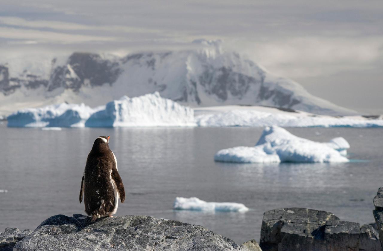 Ein Eselspinguin (Pygoscelis papua) blickt auf einen Fjord mit Eisbergen bei Cuverville Island, Antarktische Halbinsel