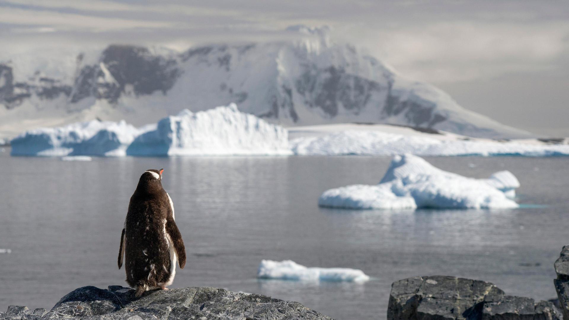 Ein Pinguin (Pygoscelis papua) blickt von einem felsigen Umtergrund auf Eisberge, um ihn herum ist das Eis zum Teil geschmolzen. Ein Pinguin (Pygoscelis papua) blickt von einem felsigen Umtergrund auf Eisberge, um ihn herum ist das Eis zum Teil geschmolzen.