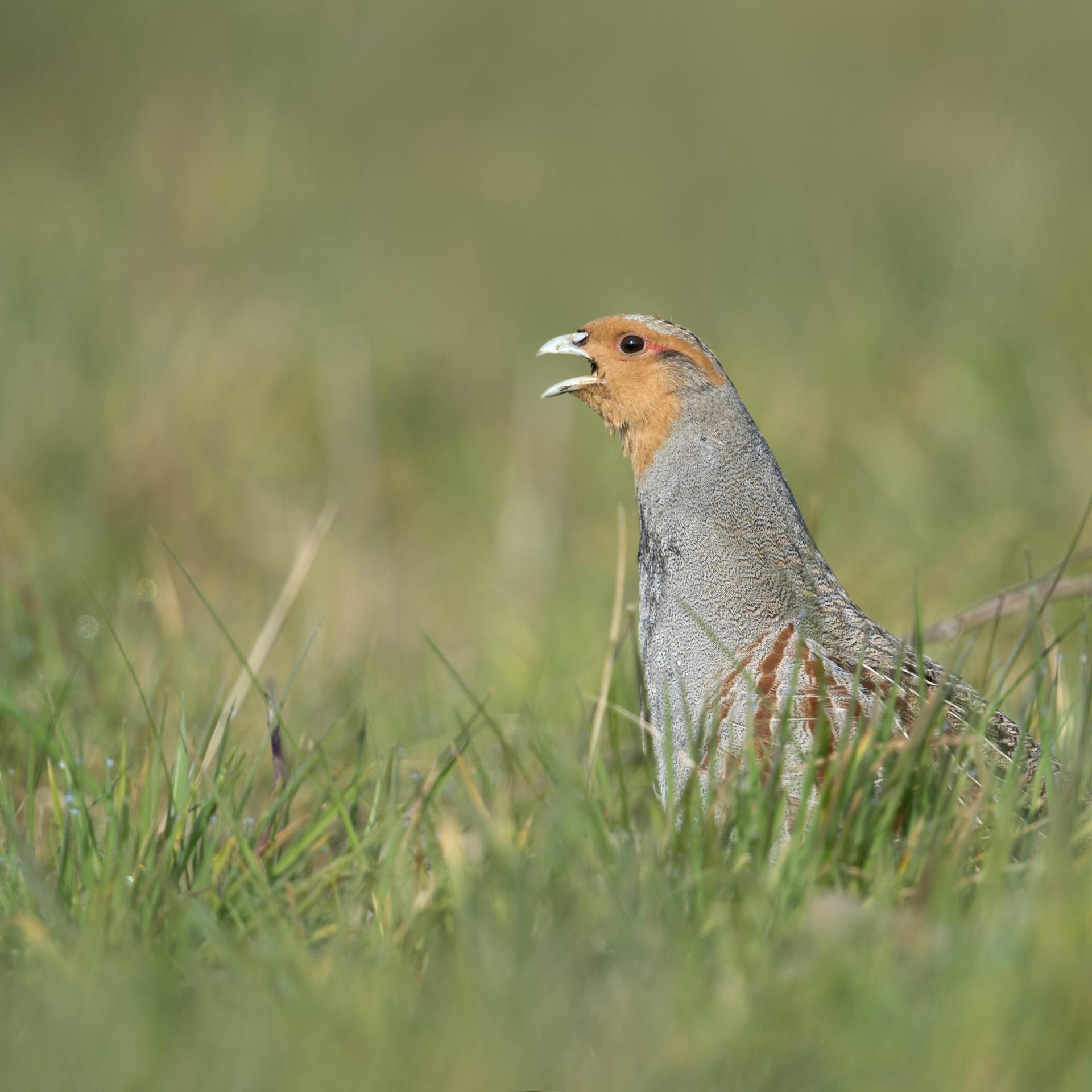 Gefiederte Vielfalt - Eine Liebeserklärung an die Vogelwelt
