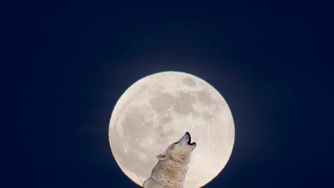 Ein Wolf im Profil heulend vor einem großen Vollmond im Hintergrund.