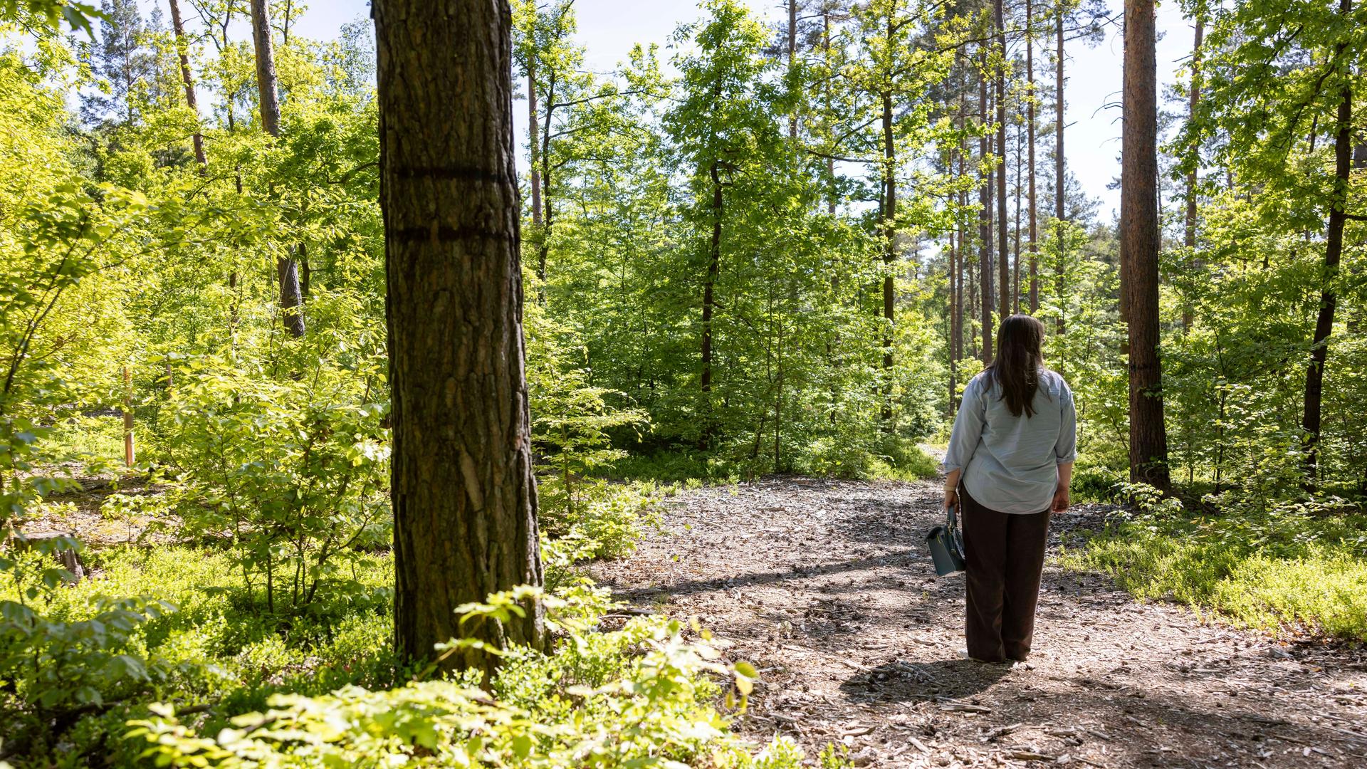 Der Friedwald bzw. Bestattungswald im Rudolstädter Hain in Thüringen. Hier werden Menschen auf einer Fläche von etwa 26 Hektar Wald beerdigt. Der Friedwald bzw. Bestattungswald im Rudolstädter Hain in Thüringen. Hier werden Menschen auf einer Fläche von etwa 26 Hektar Wald beerdigt.