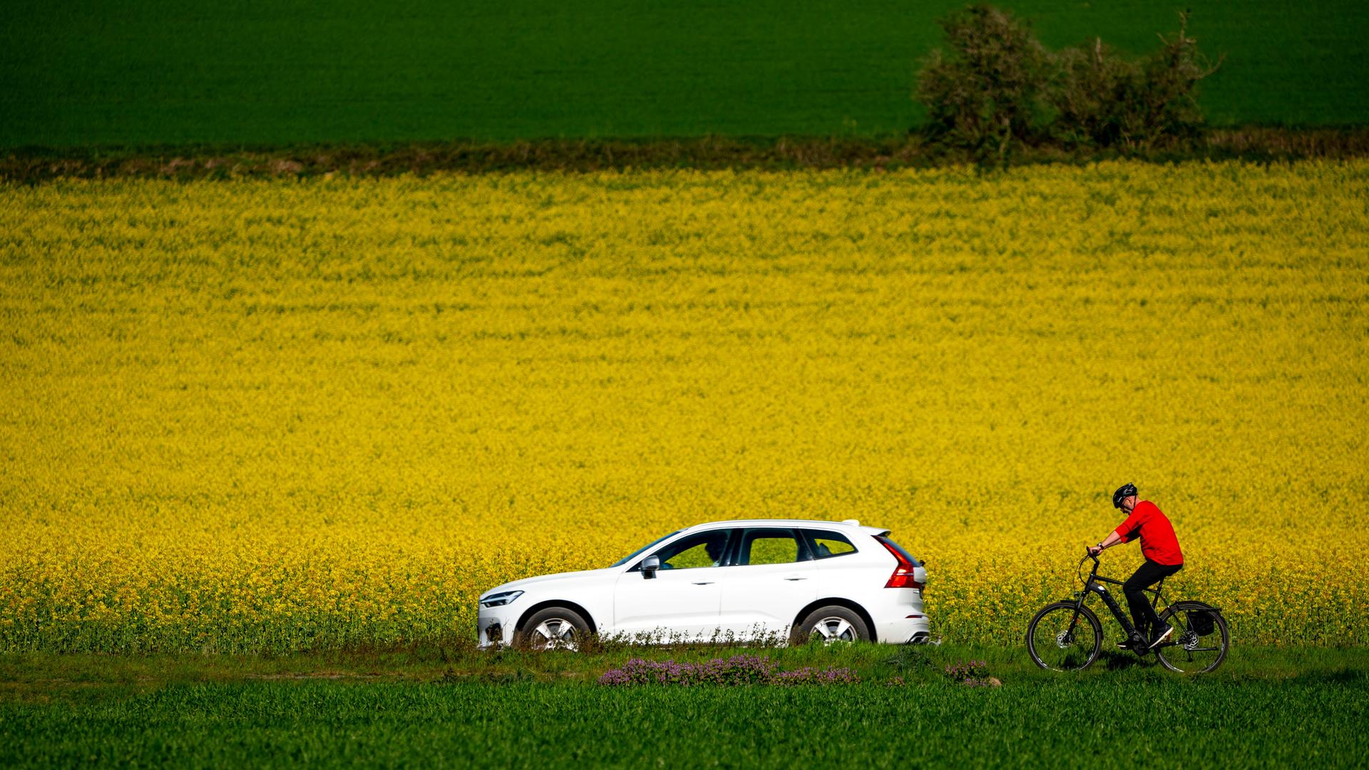 Landstrasse mit Auto an einem blühenden Rapsfeld, dahinter ein Radfahrer