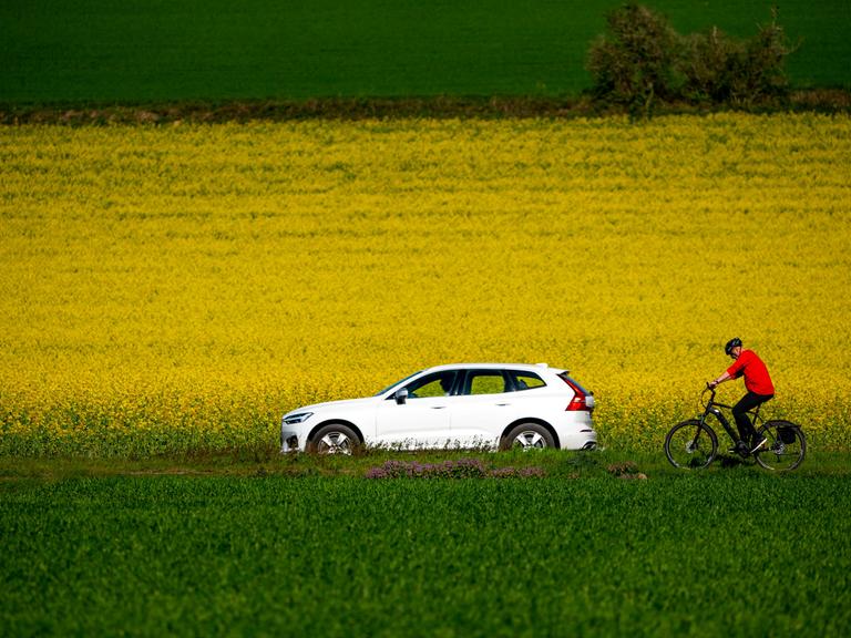 Landstrasse mit Auto an einem blühenden Rapsfeld, dahinter ein Radfahrer