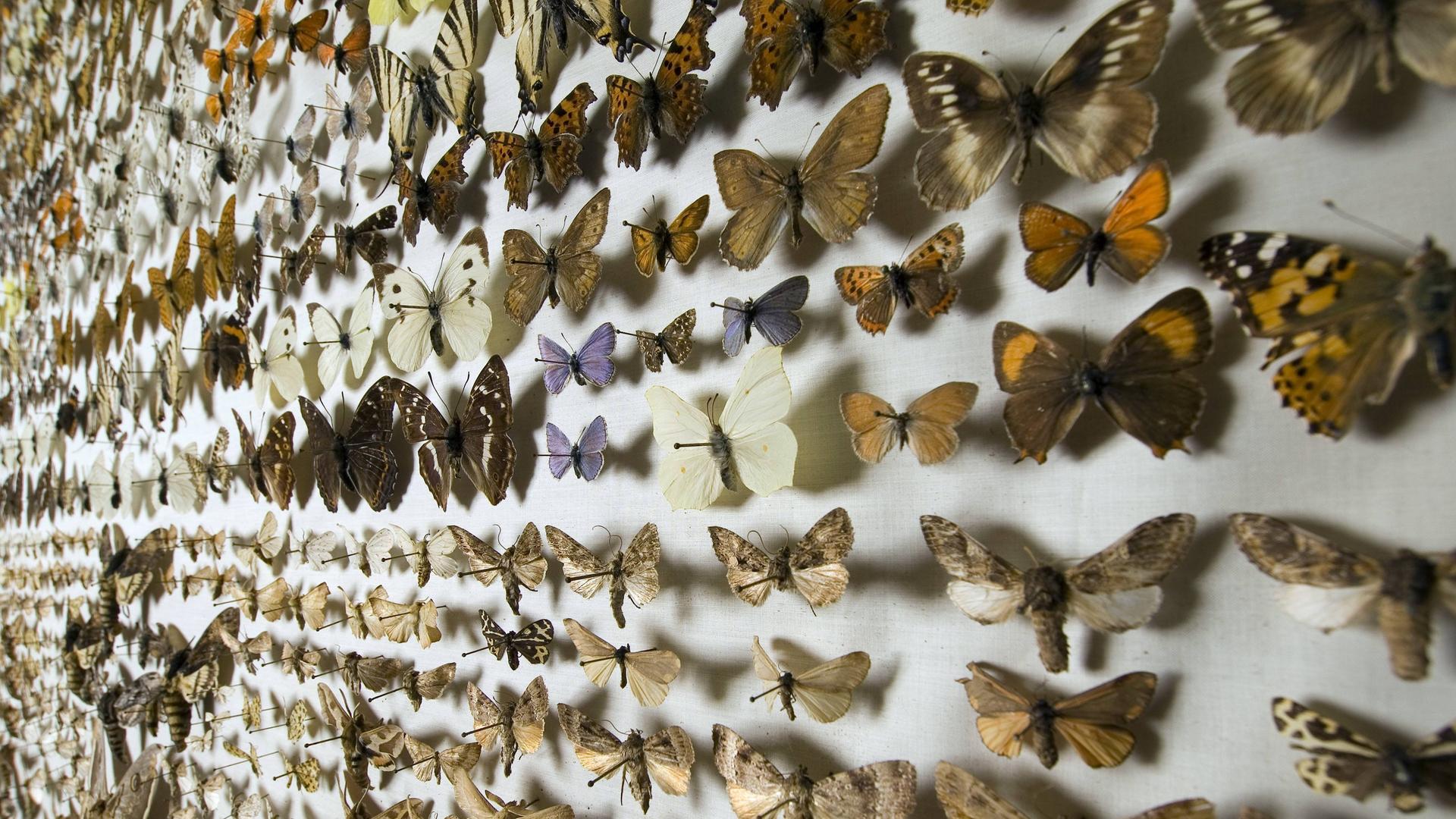 VIele europäische Schmetterlinge aus der Schmetterlingssammlung im Naturkundemuseum Berlin vor weißem Hintergrund.