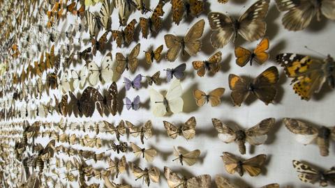 VIele europäische Schmetterlinge aus der Schmetterlingssammlung im Naturkundemuseum Berlin vor weißem Hintergrund.