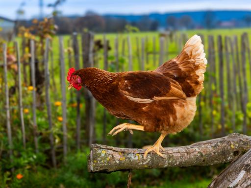 Ein Huhn balanciert auf einem Ast auf einem Bauernhof in Bad Woerishofen im Unterallgäu. Im Hintergrund ist sind ein Holzzaun und eine Wiese zu erkennen.
