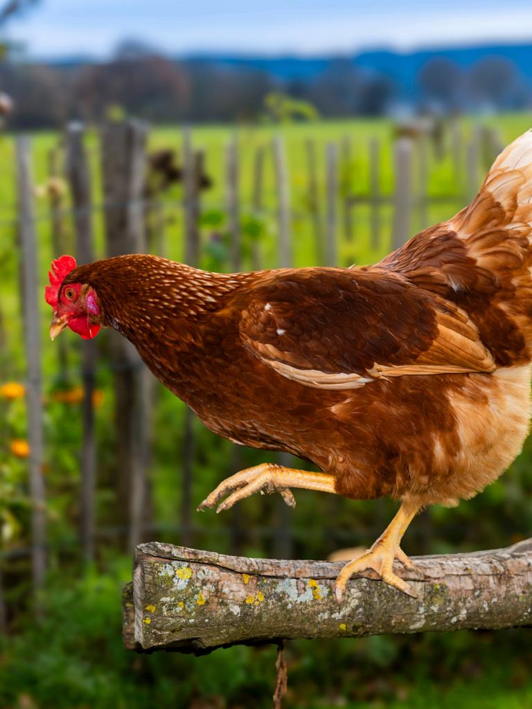 Ein Huhn balanciert auf einem Ast auf einem Bauernhof in Bad Woerishofen im Unterallgäu. Im Hintergrund ist sind ein Holzzaun und eine Wiese zu erkennen.