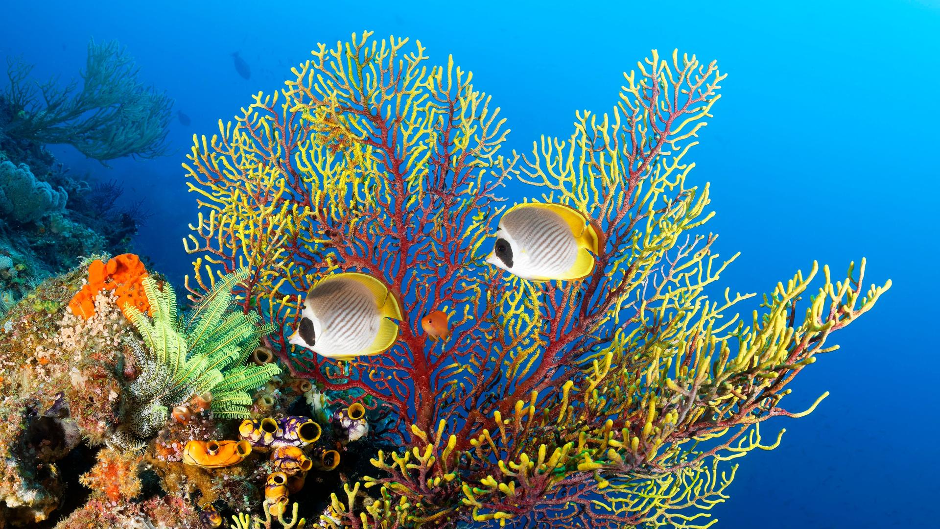Panda Falterfisch (Chaetodon adiergastos) vor Rotgelbe Gorgonie, Seefächer (Euplexaura), Polypen eingezogen, rot, gelb, links unten Gruppe Gold-Seescheide (Polycarpa aurata), Pazifik, Great Barrier Reef. Es liegt im australischen Ozean und gehört zum Unesco Weltnatuerbe.