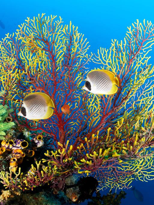Panda Falterfisch (Chaetodon adiergastos) vor Rotgelbe Gorgonie, Seefächer (Euplexaura), Polypen eingezogen, rot, gelb, links unten Gruppe Gold-Seescheide (Polycarpa aurata), Pazifik, Great Barrier Reef. Es liegt im australischen Ozean und gehört zum Unesco Weltnatuerbe.