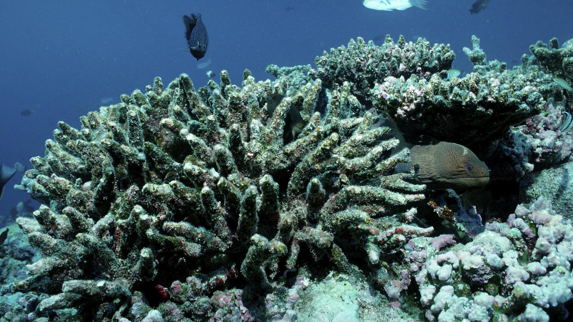 Eine Unterwasseraufnahmen von einer ausgebleichten Koralle Eine Unterwasseraufnahmen von einer ausgebleichten Koralle