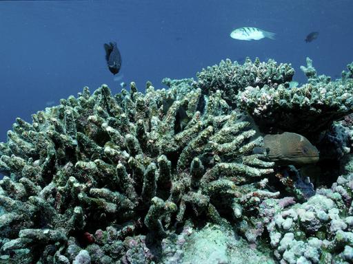 Eine Unterwasseraufnahmen von einer ausgebleichten Koralle