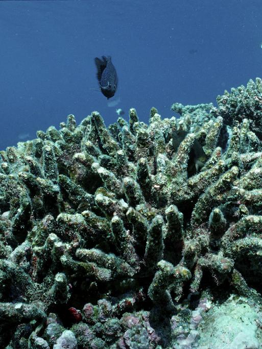 Eine Unterwasseraufnahmen von einer ausgebleichten Koralle