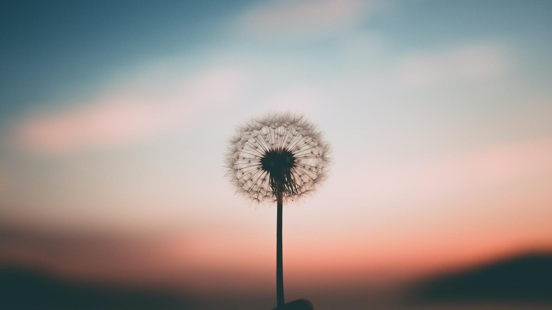 Gegen einen rotblauen Abendhimmel sieht man eine einzelne Pusteblume. Sie trägt noch alle weißen Schirmchen.