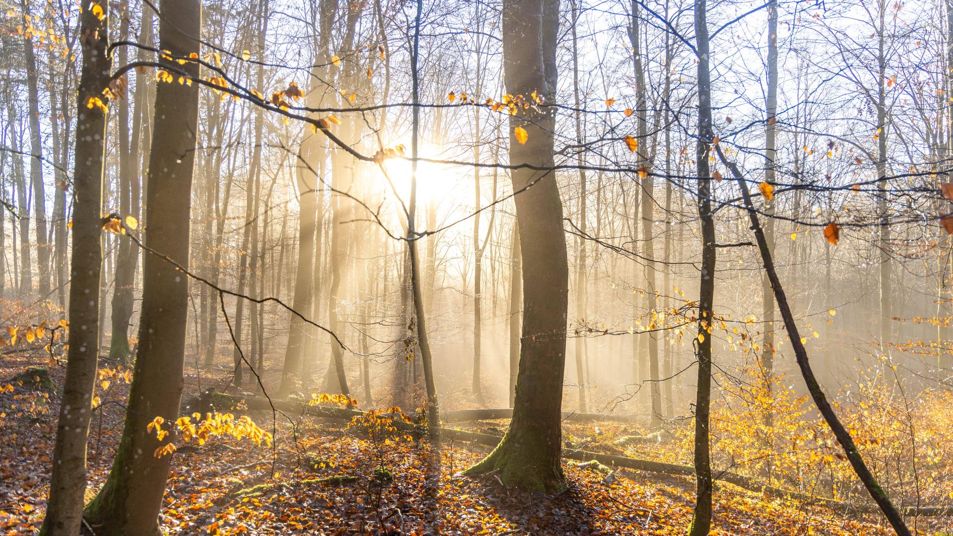 Sonne im Wald: Die Sonne scheint zwischen Nebel durch Buchen im Wald bei Schmitten-Seelenberg.