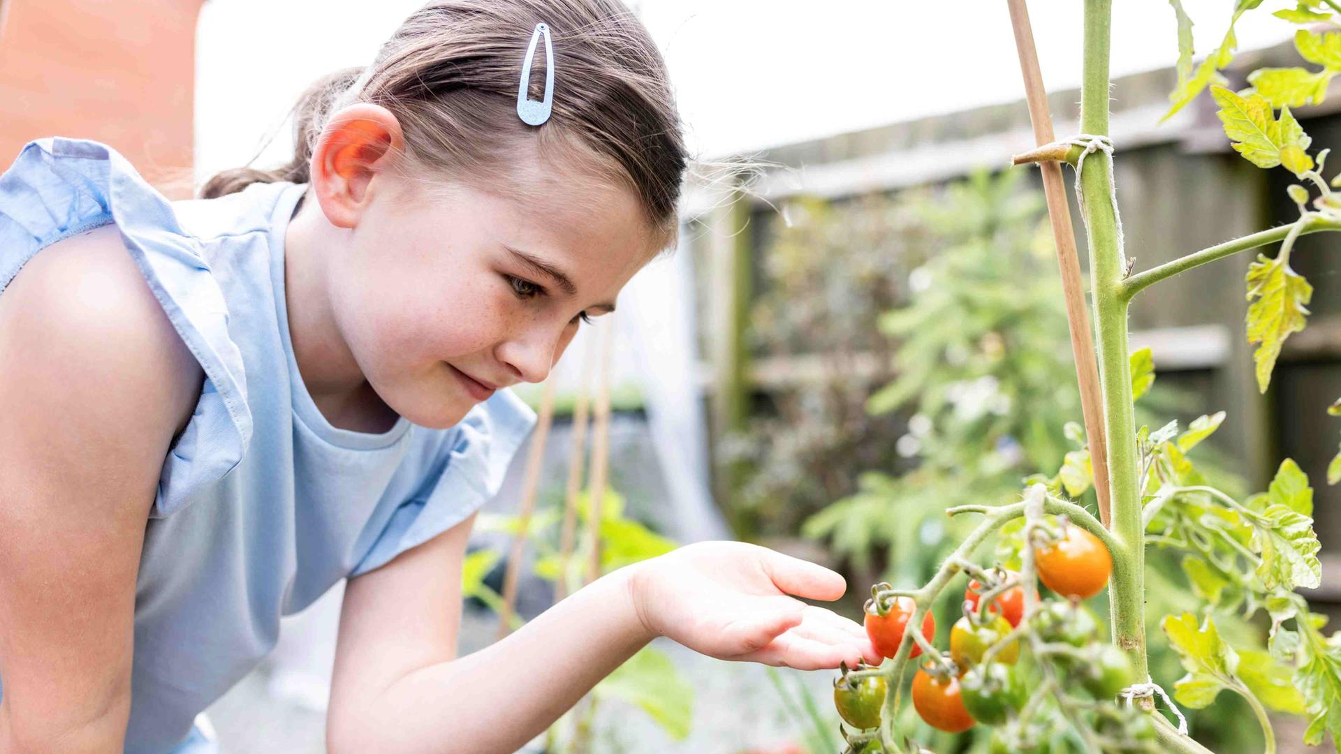 Ein Mädchen fasst die fast reifen Tomaten an einem Tomatenstrauch an
