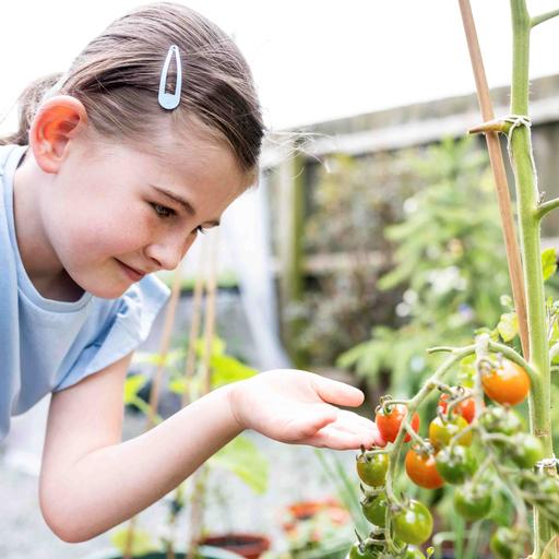Ein Mädchen fasst die fast reifen Tomaten an einem Tomatenstrauch an