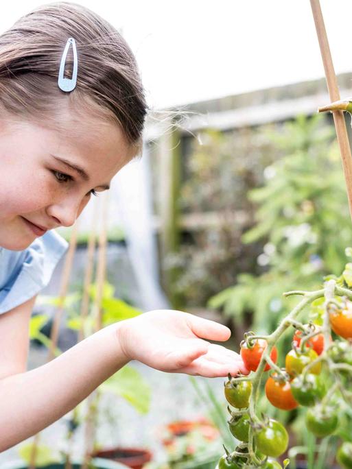 Ein Mädchen fasst die fast reifen Tomaten an einem Tomatenstrauch an