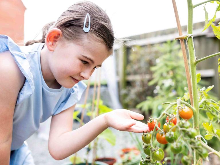 Ein Mädchen fasst die fast reifen Tomaten an einem Tomatenstrauch an