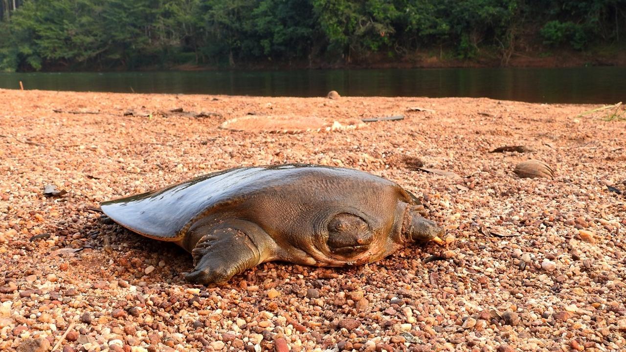 Cantors Riesen-Weichschildkröte (Pelochelys cantorii) aufgenommen am Chandragiri-Fluss in der indischen Region Kerala.