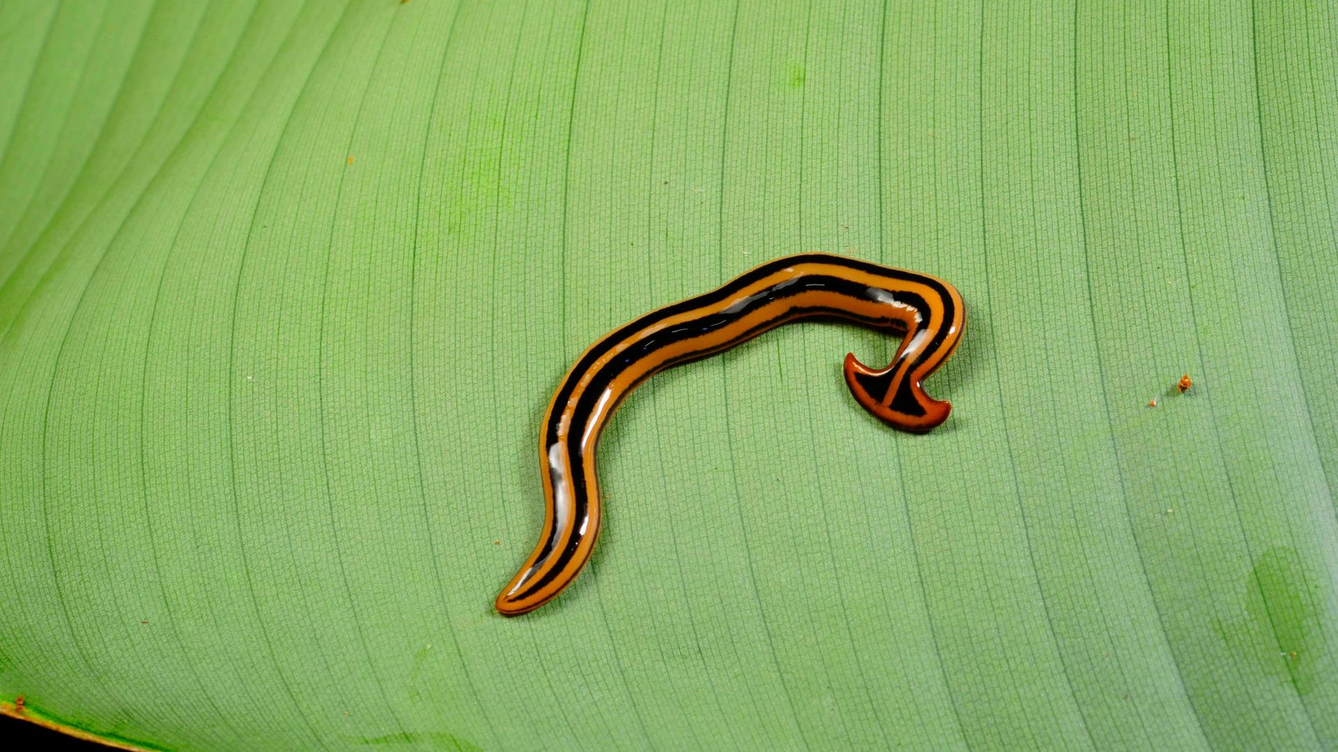 Ein Strudel-Wurm schlängelt sich über ein Blatt. Er ist schwarz-orange gestreift.