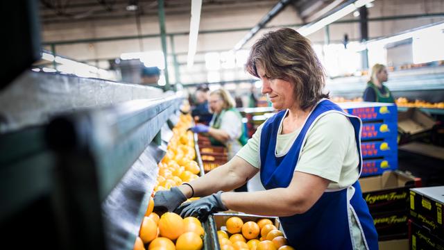 Eine Arbeiterin verpackt Orangen an einem Fliessband. 