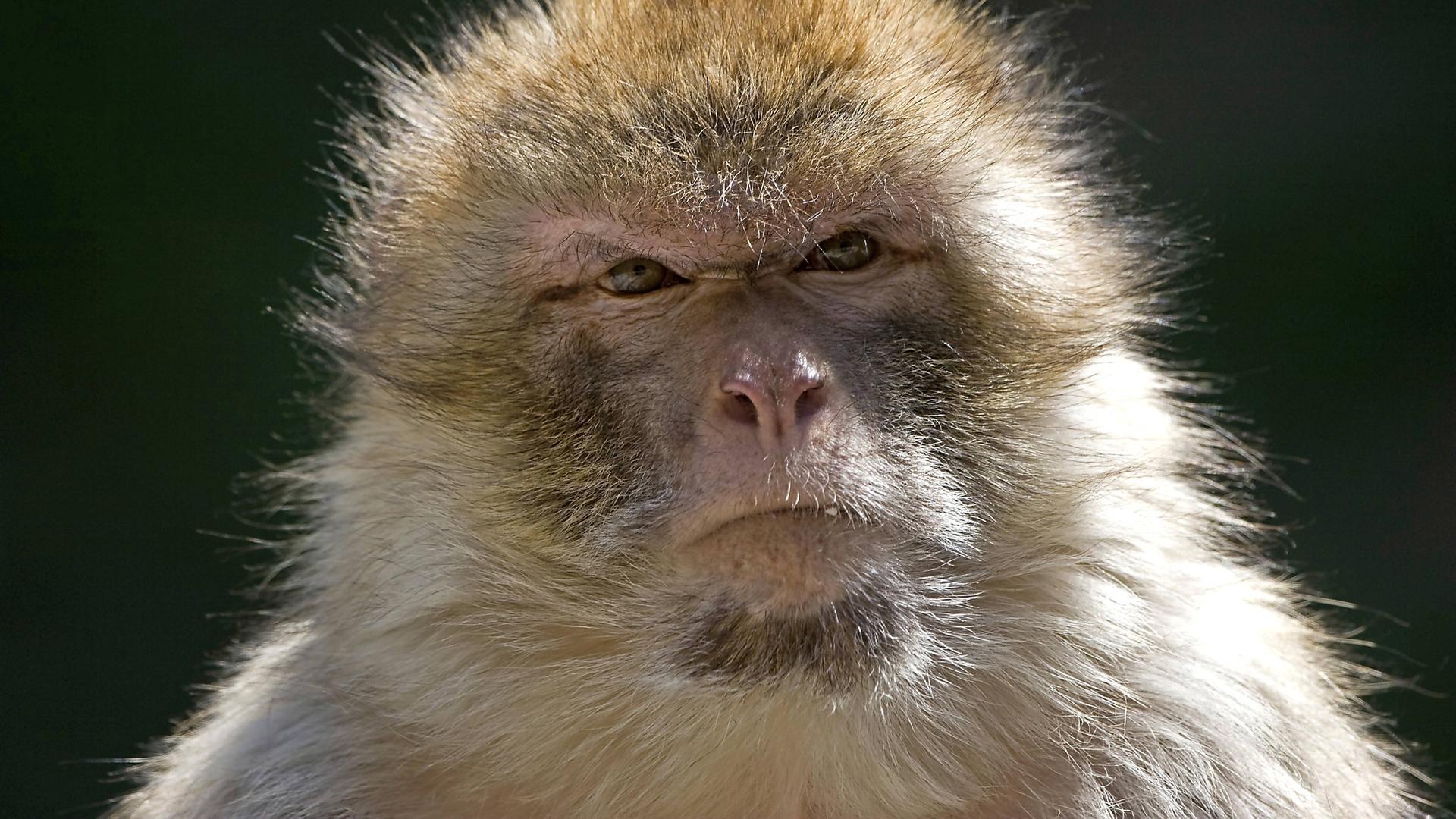 Ein gealterter Berberaffe (Macaca sylvanus)