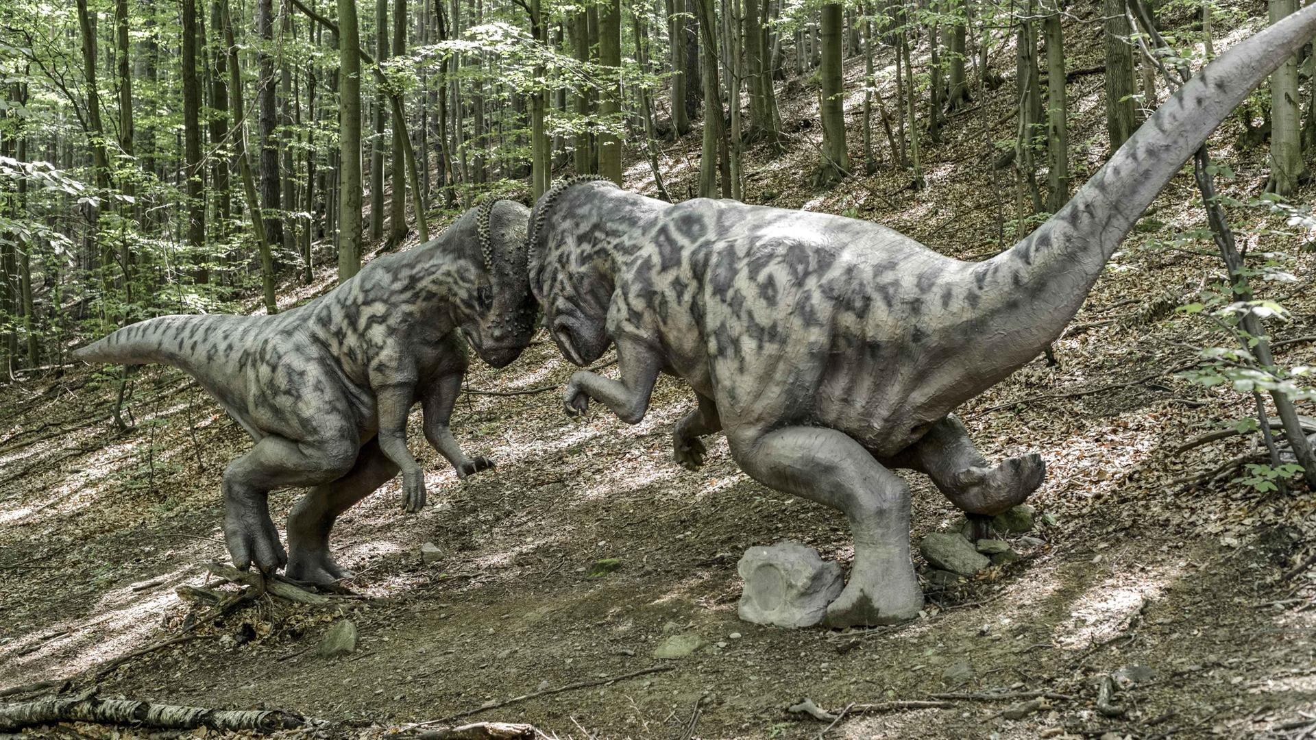 Die Modelle zweier Pachycephalosaurus Dinosaurier schlagen ihre Schädel gegeneinander im Zoo Kosice. Die Modelle zweier Pachycephalosaurus Dinosaurier schlagen ihre Schädel gegeneinander im Zoo Kosice.