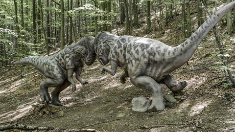 Die Modelle zweier Pachycephalosaurus Dinosaurier schlagen ihre Schädel gegeneinander im Zoo Kosice.