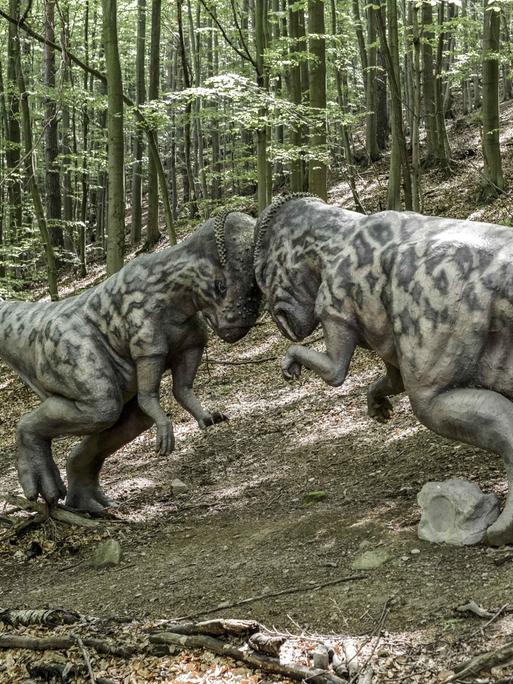Die Modelle zweier Pachycephalosaurus Dinosaurier schlagen ihre Schädel gegeneinander im Zoo Kosice.