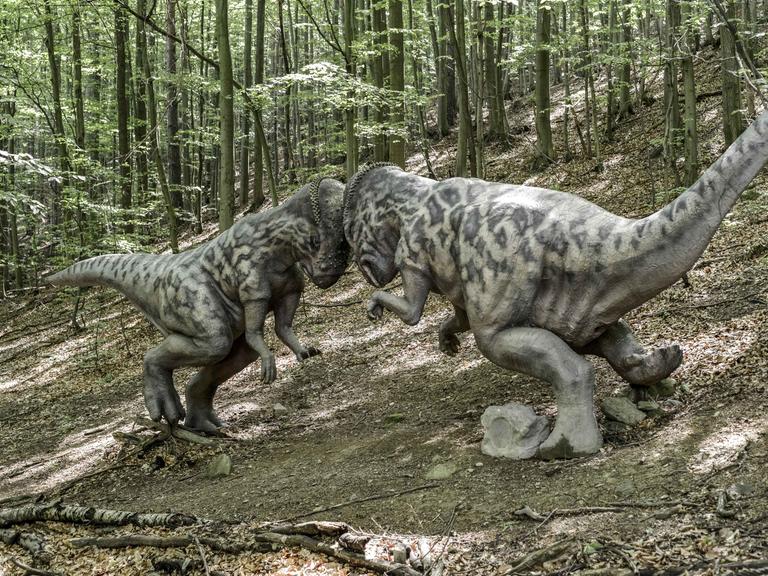 Die Modelle zweier Pachycephalosaurus Dinosaurier schlagen ihre Schädel gegeneinander im Zoo Kosice.
