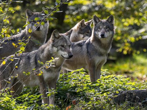 Wolfsrudel aus vier eurasischen Wölfen auf der Suche nach Beute bei der Jagd im Wald im Herbst.