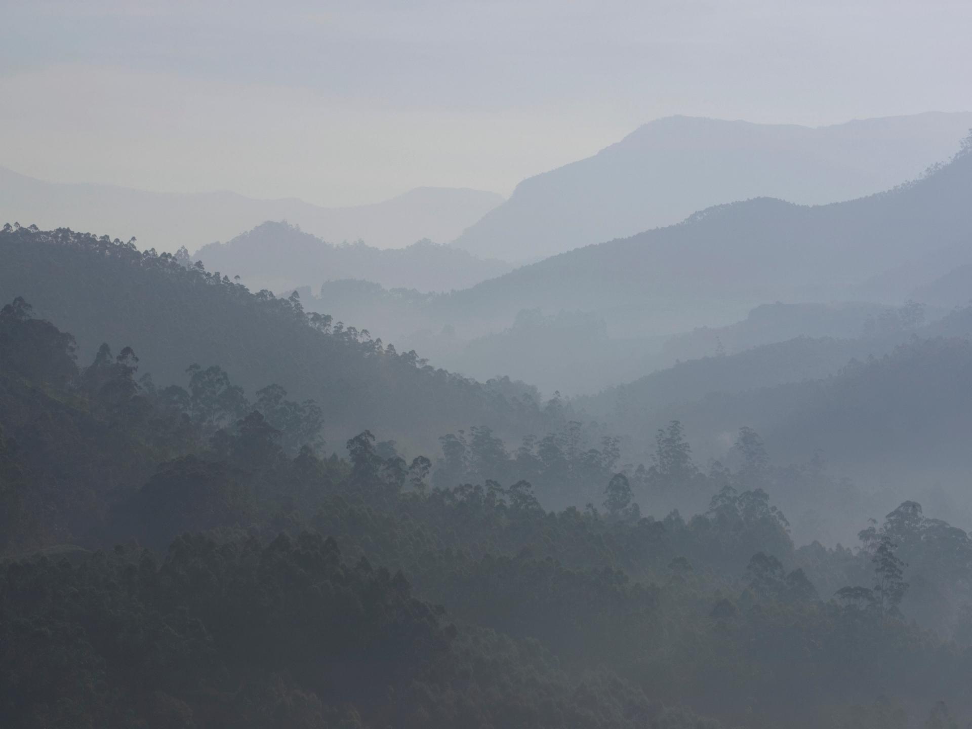 Indien, Kerala, Westghats, Teeplantagen, Abenddämmerung