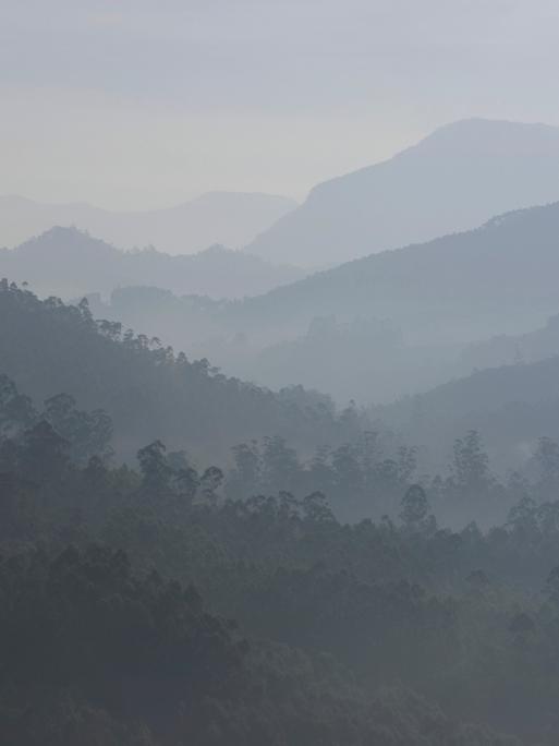 Indien, Kerala, Westghats, Teeplantagen, Abenddämmerung